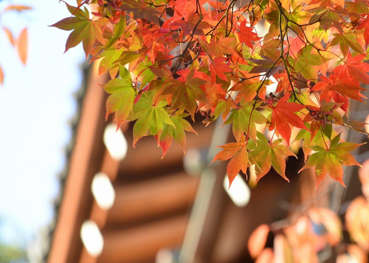 Shimu 僕の歩く町 千秋公園の紅葉 かなり色づいてきました 今週末が見ごろでしょうか 2枚目は表門のオオモミジ 3枚目は与次郎稲荷のイチョウ 4枚目は多門長屋跡のイタヤカエデ 表門のモミジが見ごろになると角館武家屋敷通りの紅葉も見ごろになる