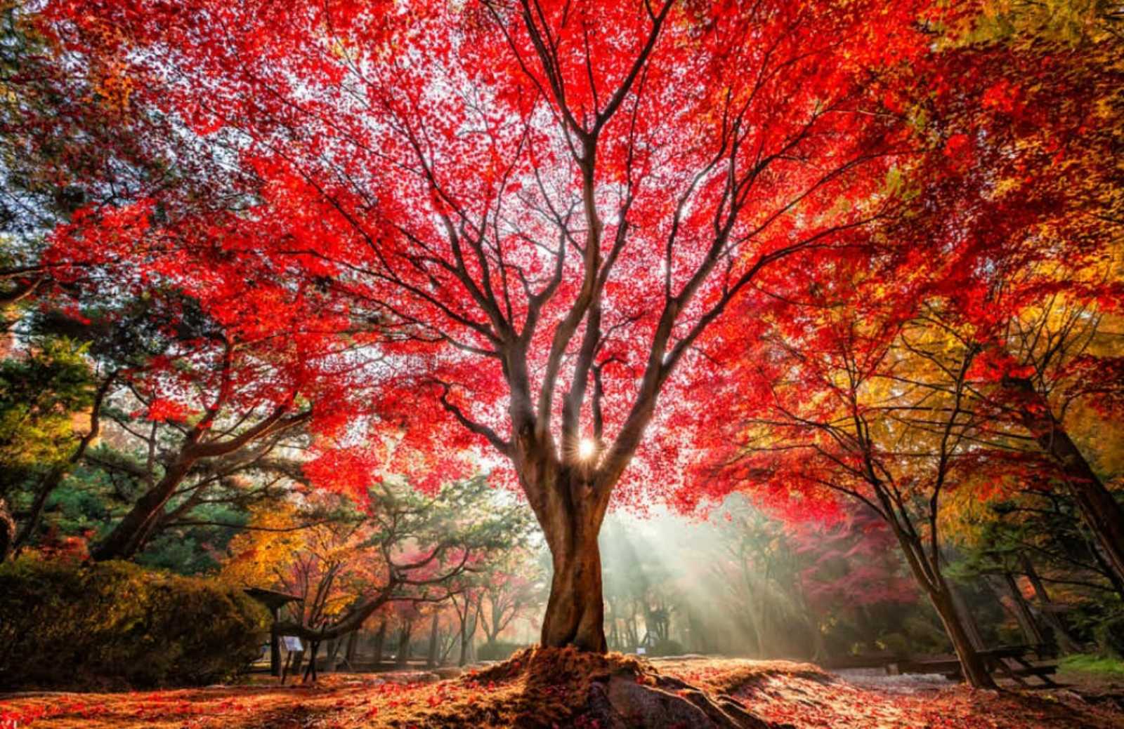 Red Tree