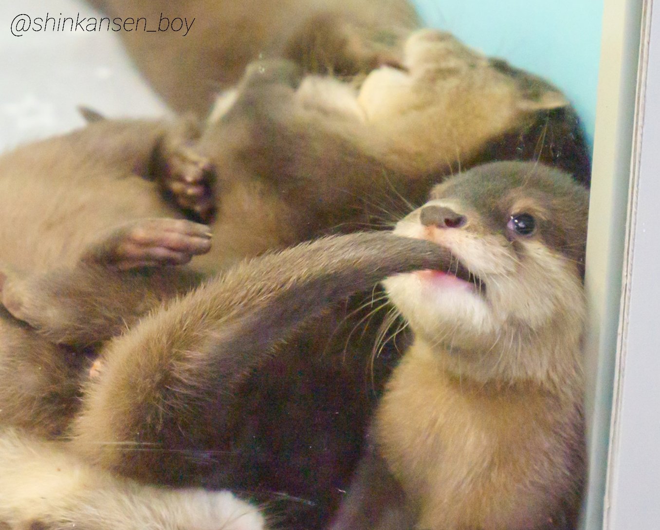 仲良し♡カワウソ&ひよこ まゆげカワウソ on X: 