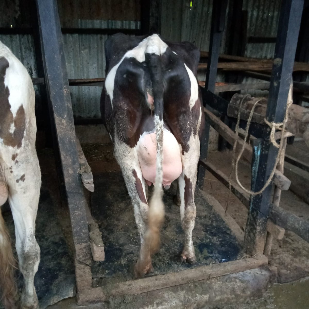 FytyPay's tweet photo. Lipia Kidogo Kidogo/Moss Moss/Pole Pole/Pay in Bits. From sellers on FytyPay... https://t.co/3KSuETIWaR  

@HonMoses_Kuria https://t.co/Il7ZzoKZ2n