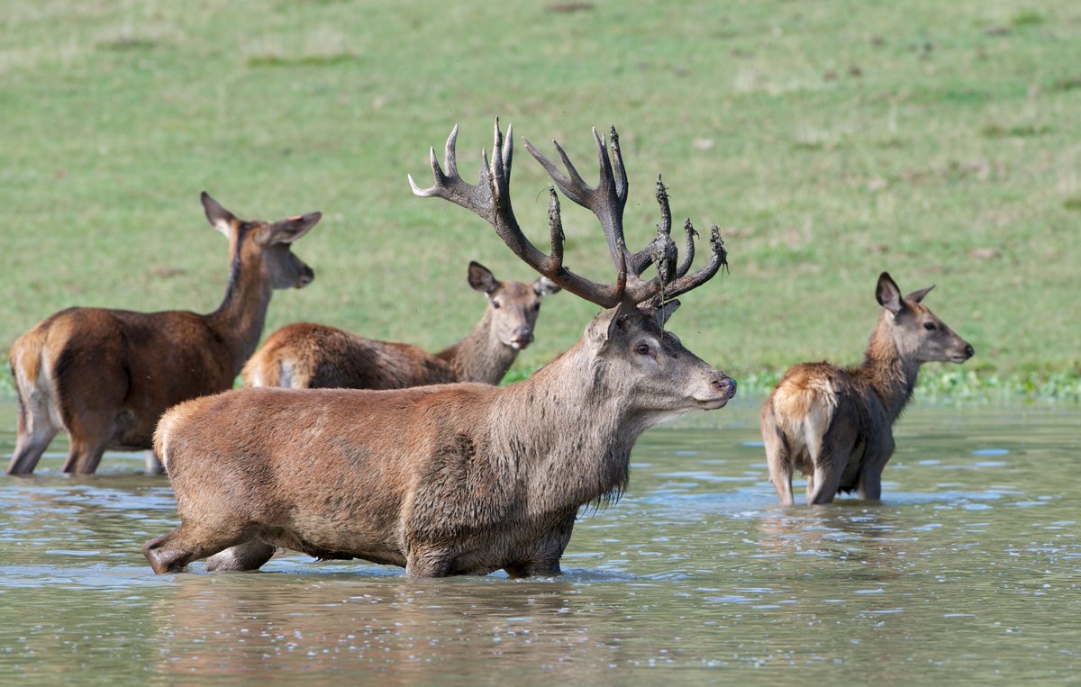 MontsAzur's tweet photo. Chaque année le brame est un spectacle attendu par les amoureux de la nature, septembre et octobre sont propices à l’observation du phénomène Cette année ce fût magique Nous donnons rendez-vous à tous ceux qui n’ont pas pu venir à la Réserve, l'an prochain ! https://t.co/pppF7CgiYl