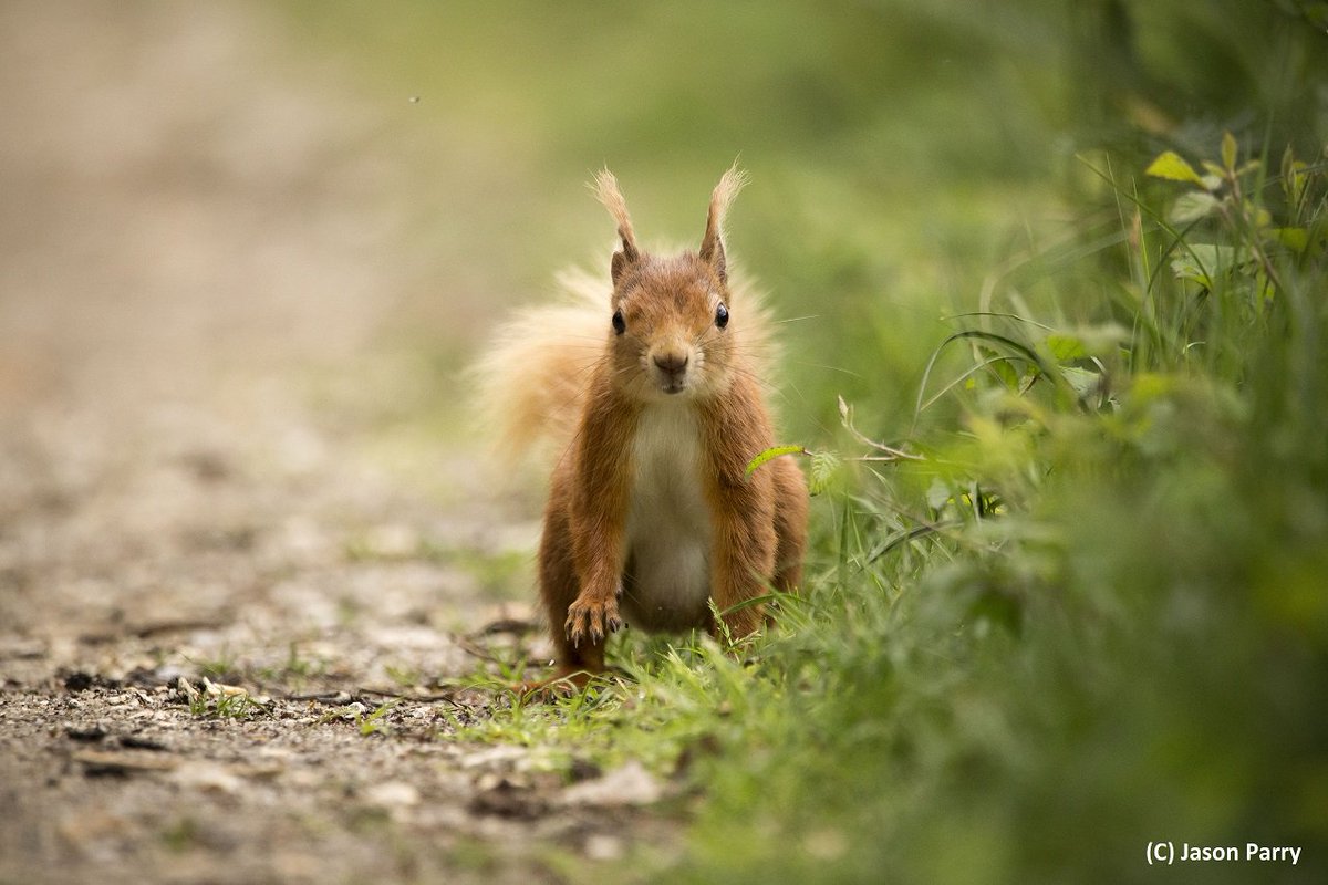 Love #mammalwatching? Help us conserve Britain's #mammals by recording sightings of them on our <a href="/MammalMapperApp/">Mammal Mapper App</a>  🐾Download the app today &amp; if you're our 2500th user you'll win a Mammal Society tote bag 🎉 App info: ow.ly/odKb50x2bXi #citizenscience #charitytuesday