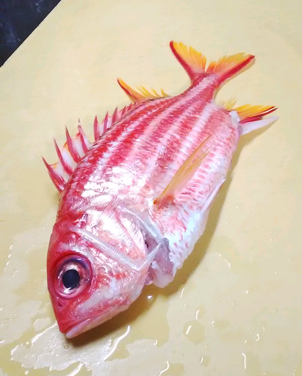 ট ইট র 明利英司 ﾐｽﾃﾘｰ作家 珍しい魚が手に入った これは菖蒲恵比寿 あやめえびす という魚 市場に出回ることは少なく知名度が低いので 鮮魚店では間違った名前で売られていた 鱗が驚くほど厚くて固いので調理が大変だけど 金目鯛に似た味がしてすごく