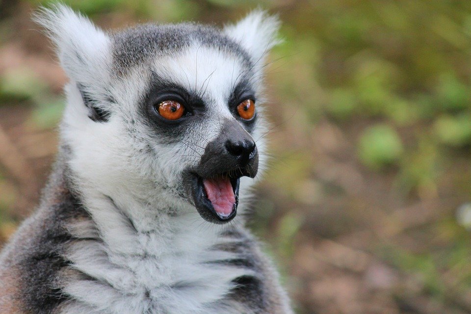 ClubBci's tweet photo. 😱 Even lemurs are amazed by the beauty of Madagascar 🦝
#lemur #madagascar #beach_club_international https://t.co/1tnt5uxCLu