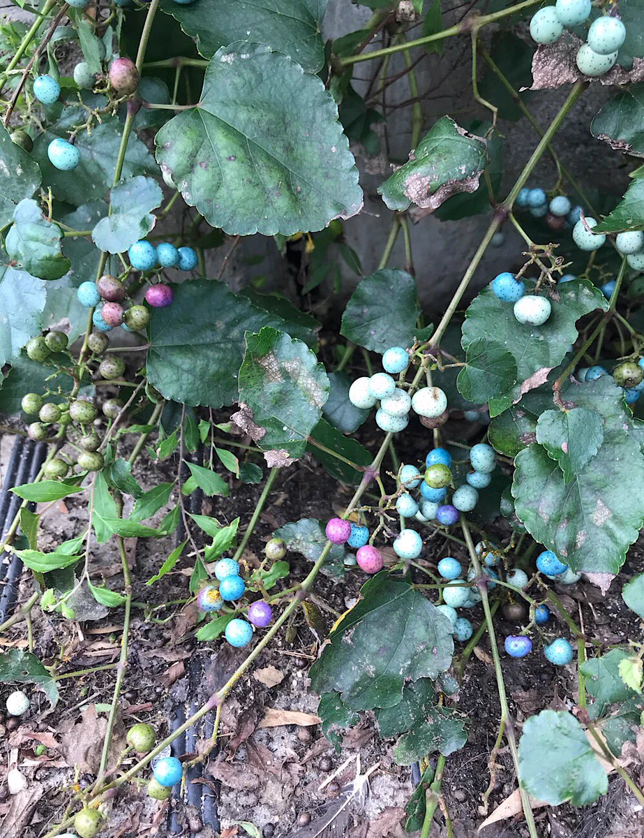 幼い頃に見つけた宝石のような実との再会！色とりどりのパステルカラーがすごく綺麗！