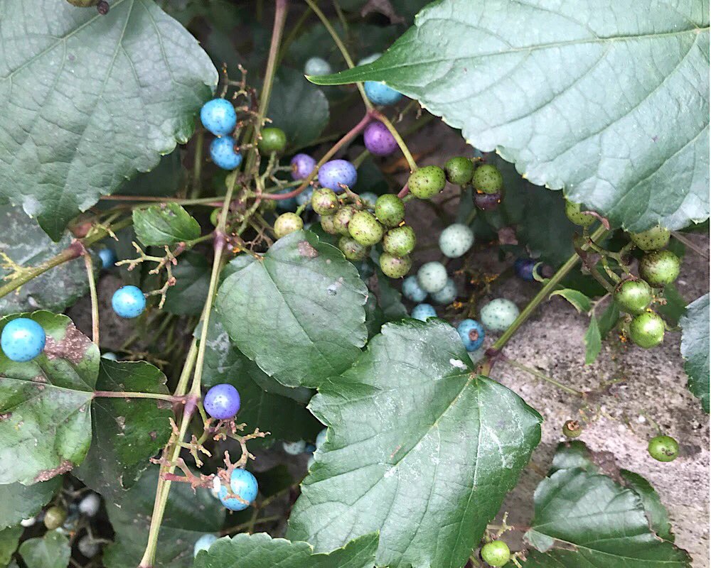 幼い頃に見つけた宝石のような実との再会！色とりどりのパステルカラーがすごく綺麗！