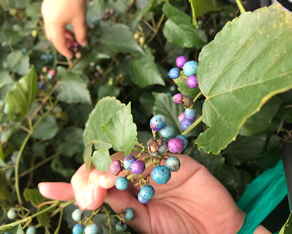 幼い頃に見つけた宝石のような実との再会！色とりどりのパステルカラーがすごく綺麗！