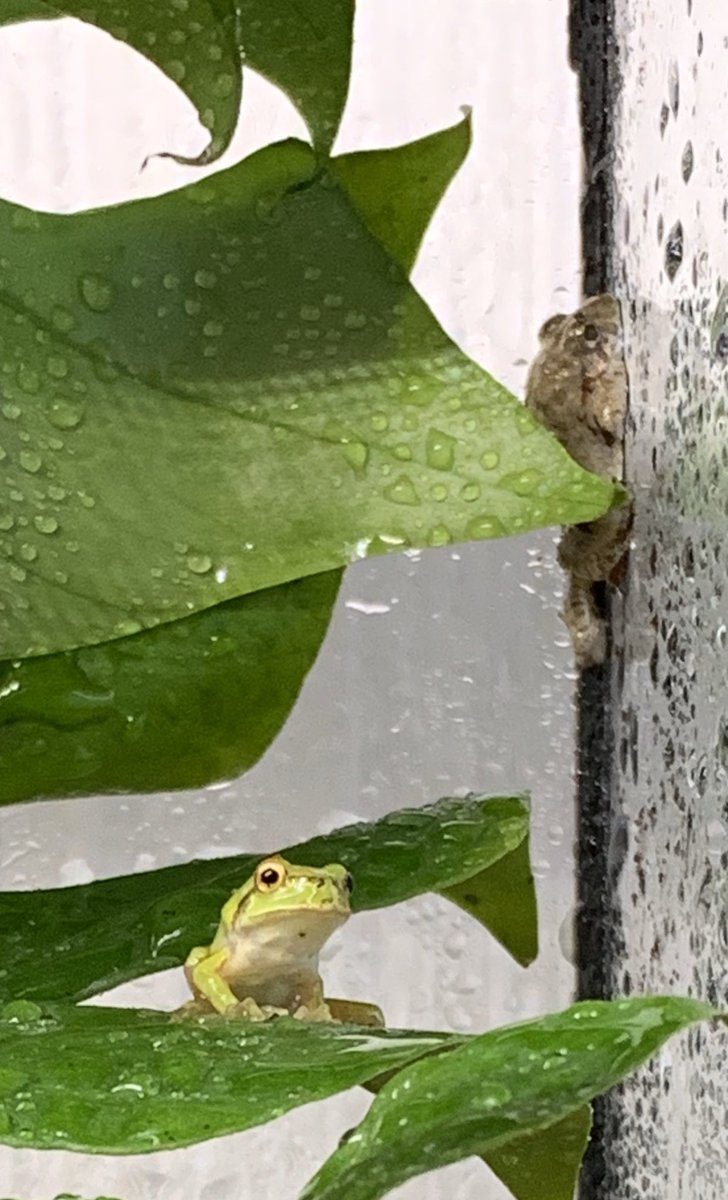 しんちゃん やはり アカミミガメでしょうか 埼玉県では写真の奥のカエル ヌマガエルも国内外来種です 一度飼育した生き物は最後まで責任を持って育てるべきです ストップ外来種