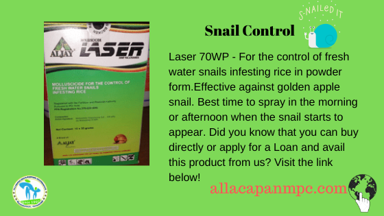 LiliaNAbella12's tweet photo. Do you want to get rid of water snail around your farm?
Laser 70WP is here! You can avail this product directly from our office at Centro East, Allacapan, Cagayan or contact us at our
Facebook page: https://t.co/WEp0cI9X3D
#allacapan #dict #coop #digitaljobsph #snailcontrol https://t.co/JI7ytoIx1N