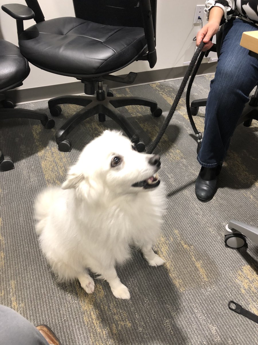 swtobin's tweet photo. Side benefit of stopping by @Connectrac HQ in Dallas this morning ππΆ #avtweeps #BYODog @commintegrator https://t.co/bKEcq8oXNr