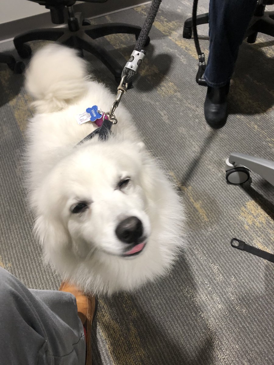 swtobin's tweet photo. Side benefit of stopping by @Connectrac HQ in Dallas this morning ππΆ #avtweeps #BYODog @commintegrator https://t.co/bKEcq8oXNr