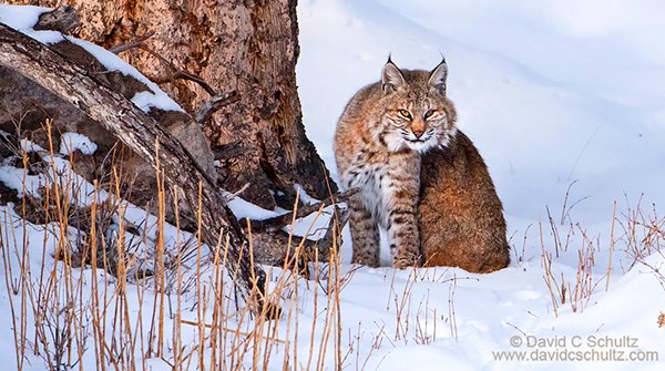 westlightimages's tweet photo. Last minute semi-private Winter in Yellowstone Photo Tour opening for Jan. 10-15, 2020! Act now! Due to a last minute cancellation 1 spot is now open.  - https://t.co/N21U2cBHg4 https://t.co/rFE1IVIfTu
