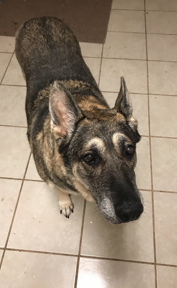 DFWRoxie's tweet image. Just give me the doggone treat 😑 #GSDofTwittwr #AdotDontShop