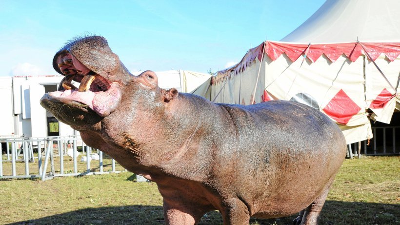 Das Berliner Verwaltungsgericht hat am Dienstag entschieden: Kein #Weihnachtszirkus mehr vor dem #Olympiastadion in #Charlottenburg