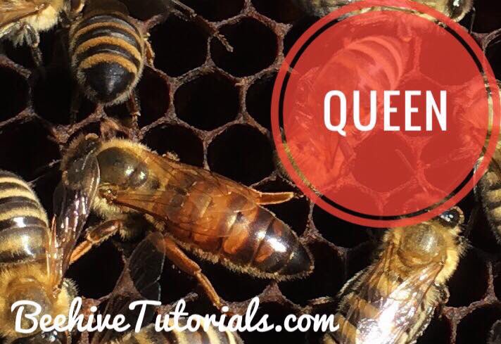 StartBeekeeping's tweet image. She can lay 2.000 eggs in one day - the weight of those eggs is more than her weight🐝
#beekeepingbeginner #beginnerbeekeeper #beekeeperbeginner