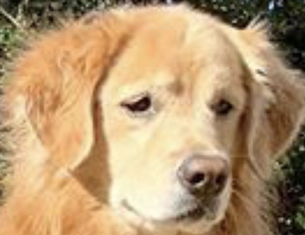 The Curious Mind of Venkman tweet media