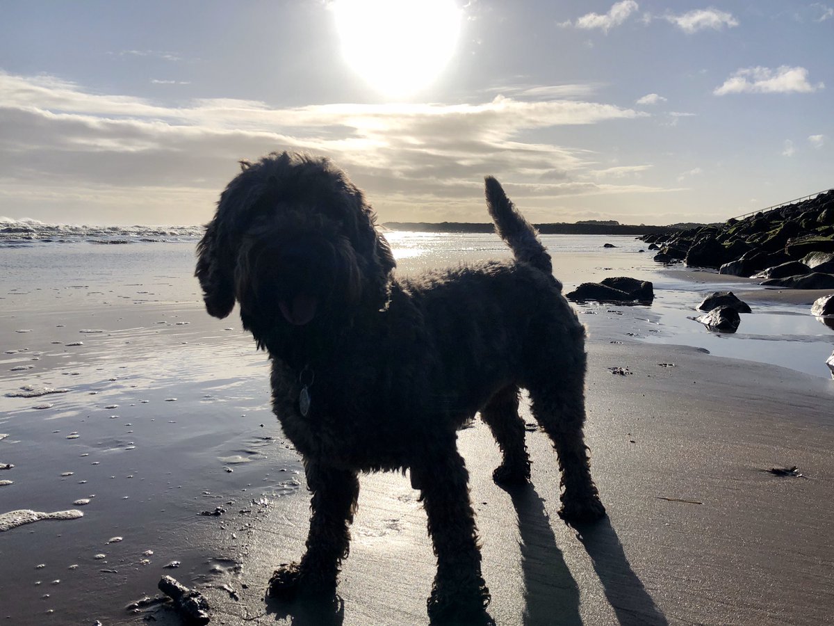 jenny77grant's tweet photo. Enjoying the sun on my lunchtime dog walk #stoppedraining #stillfreezing https://t.co/G11VtHWfhX