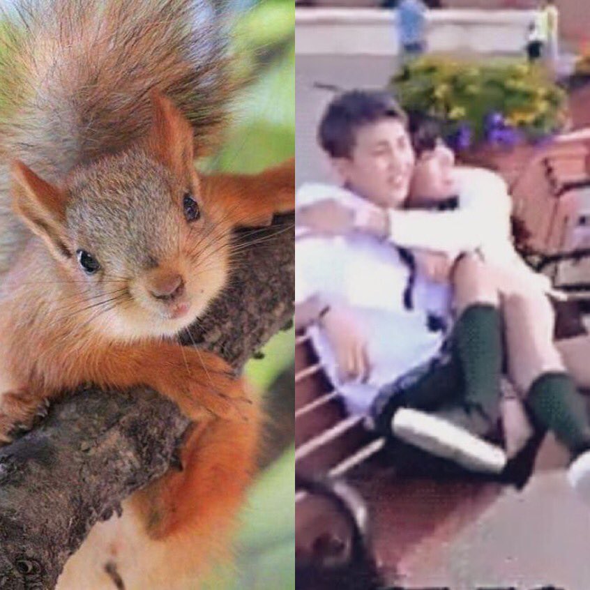 joonshoba's tweet photo. squirrel’s home is namu https://t.co/j1WgDn20h8