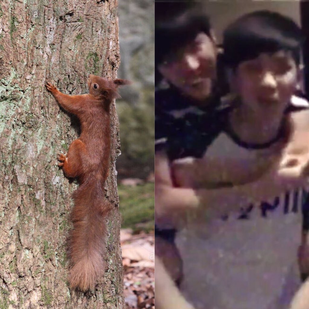 joonshoba's tweet photo. squirrel’s home is namu https://t.co/j1WgDn20h8