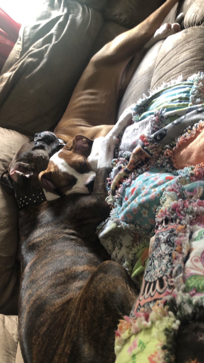 BrookeFaith93's tweet photo. @LaurelAynne PS. Speaking from experience, boxers don’t like trampolines. However, that commercial is still my favorite to date. https://t.co/NfIPSdTt6D
