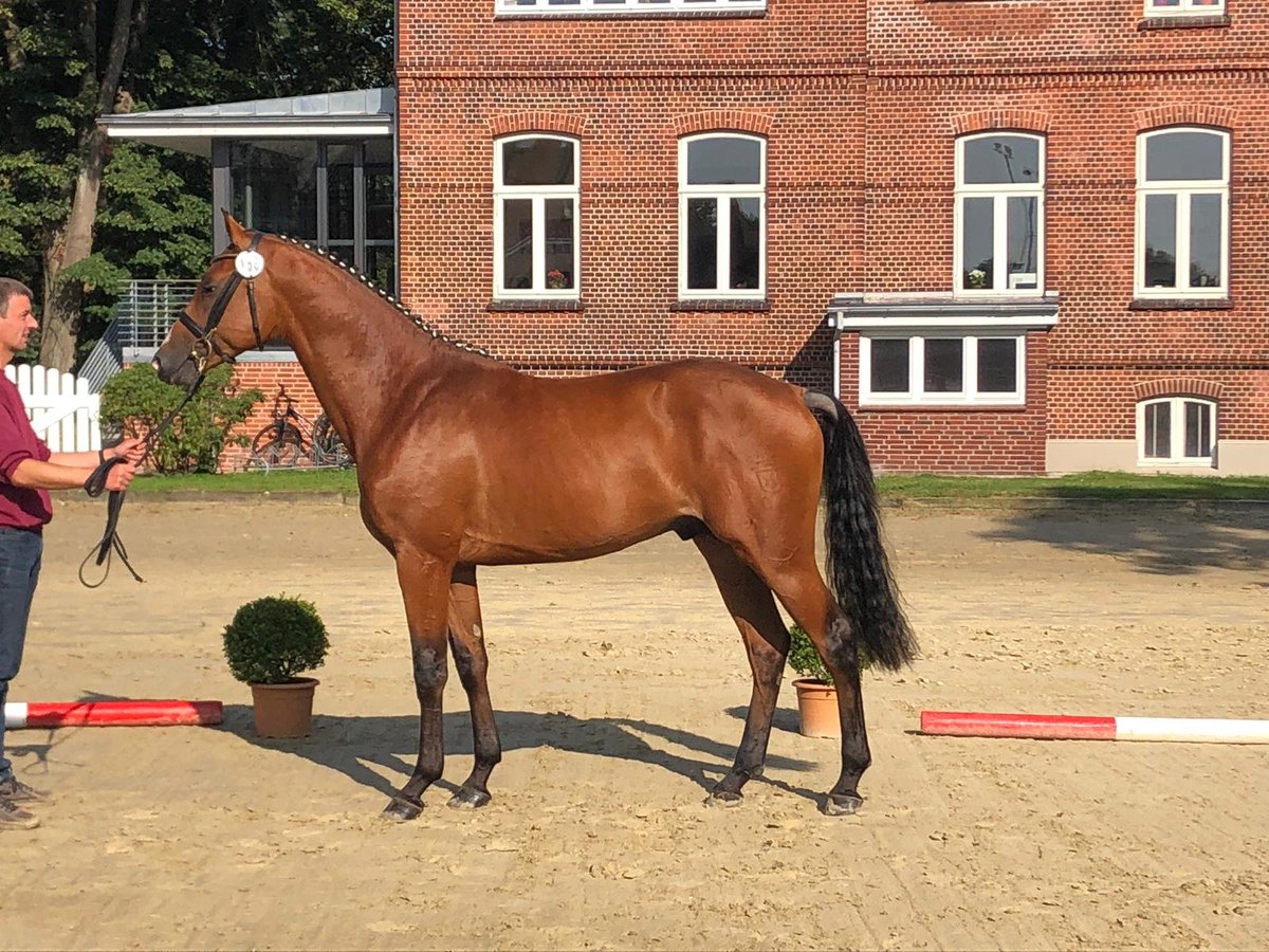 Countdown to the Mecklenburg stallion licensing Nov. 7-9 at 🇩🇪 Landgestüt Redefin for our young stallion Leviathan HS (Livello/ Cayado/ Casall). He was one of 95 stallions throughout Germany selected to participate. Stay tuned for updates!

#hyperionstudeurope