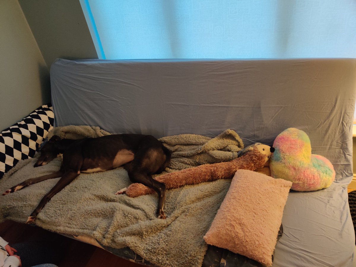 TessAndDolly's tweet photo. Oh my dog! My new bed is amazing. I told my hoomans there is definitely room for another hound like me! #greyhound #houndsoftwitter #dogsoftwitter https://t.co/p8b0KlMFLL