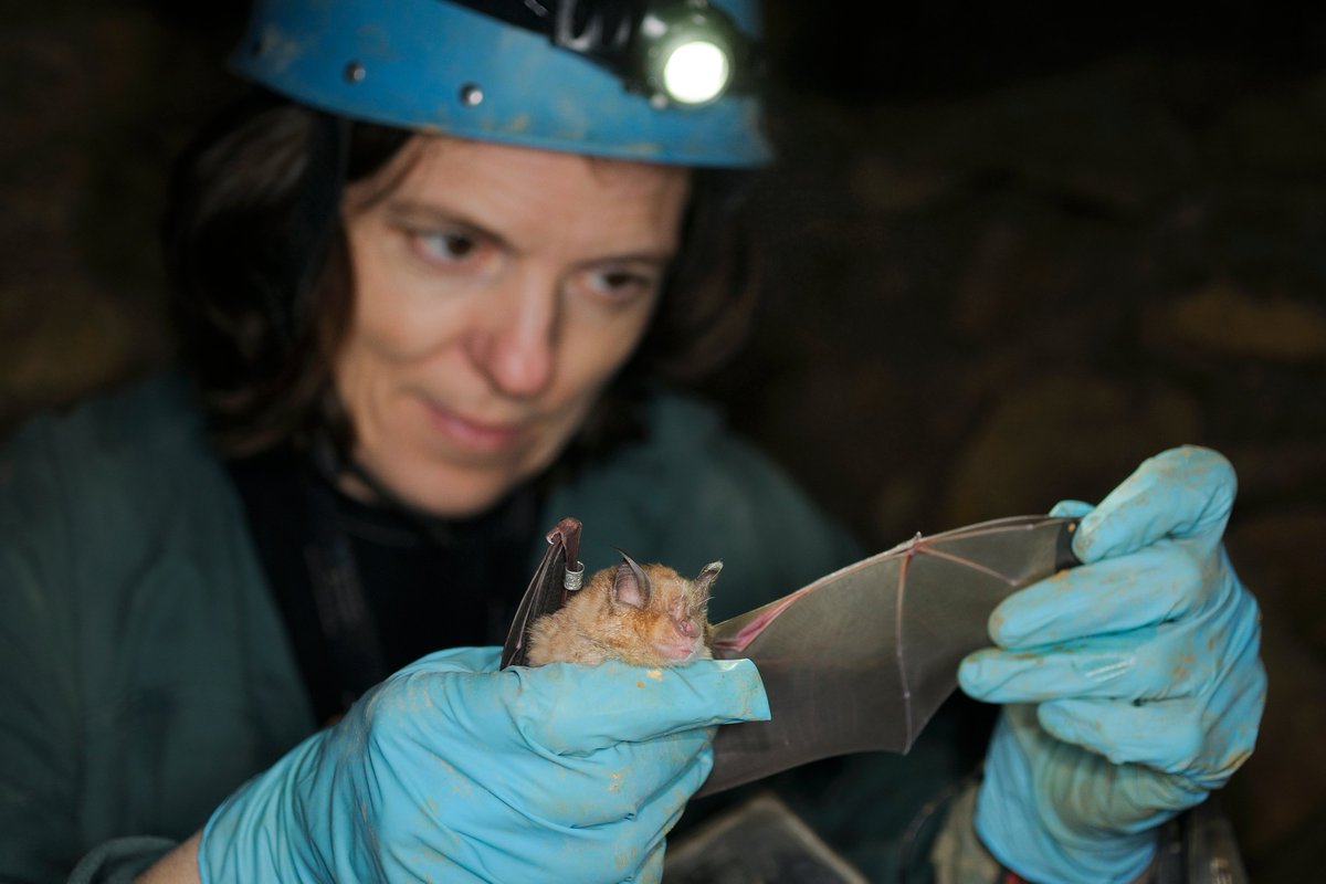 batstothefuture's tweet photo. Do you have long-term data on #bats that can help to establish the effect of #climatechange? Date of first breeding, number of offspring, hibernation periods, forearm length etc? Please get in touch! #conservation @UNEP @OrlyRazgour https://t.co/8qgRLZHwe9
