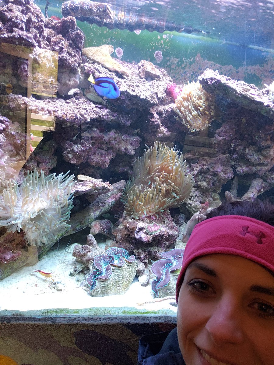 cherylwscott's tweet photo. Just keep swimming! @DrFloate @russell_sj @TweetDCS_HMS #TeamDCS #wegrewweareatthezoo https://t.co/ksEPRhg7MO