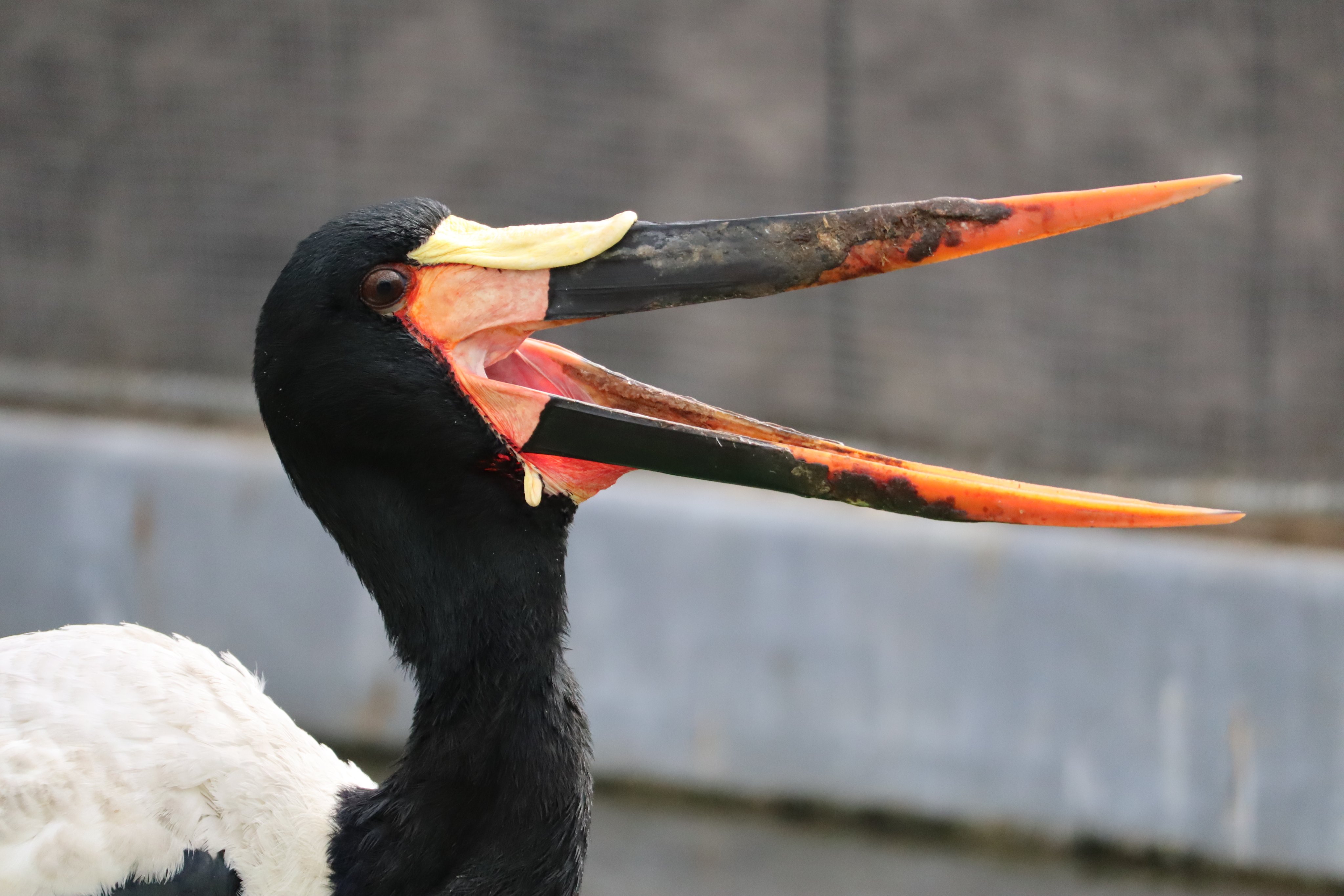 塩ら めん モロ 19 02 27 掛川花鳥園にて撮影 掛川花鳥園 クラハシコウ T Co Qxhevesef5 Twitter