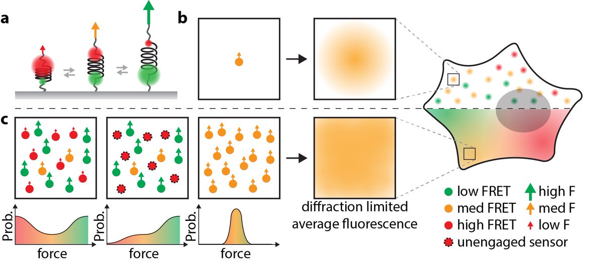IsaacLiLab's tweet photo. Our recent review on the interpretation of different classes of molecular force sensor is published. Check it out here: https://t.co/jRUUoZj2v3
#mechanobiology #forcesensor https://t.co/jMm8rBvRHI