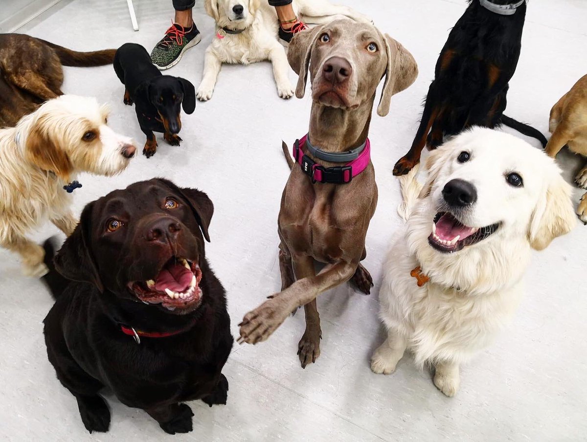 guaurderia's tweet photo. Venga chicos, que si nos portamos bien y nos quedamos quietos nos dan premio! 🏆🐶
En la @guaurderiamadrid hacemos ejercicios en los que aprendemos autocontrol y educación canina básica en grupo 😁 además nos sacan súper guapos!
#guarderiacanina #guarderiaparaperros https://t.co/zCu4TEDqyd
