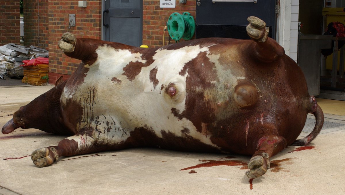 I am speaking at <a href="/VetShow/">Vet Shows</a> next Thursday in the <a href="/BritishVets/">BritishVets</a> Farm Animal Stream.  Topic: "Farm animal post mortem examination" - including gross pathology and lab sampling - very practical, loads of images. First on at 9.00am - come and keep me company don't want to be on my own!