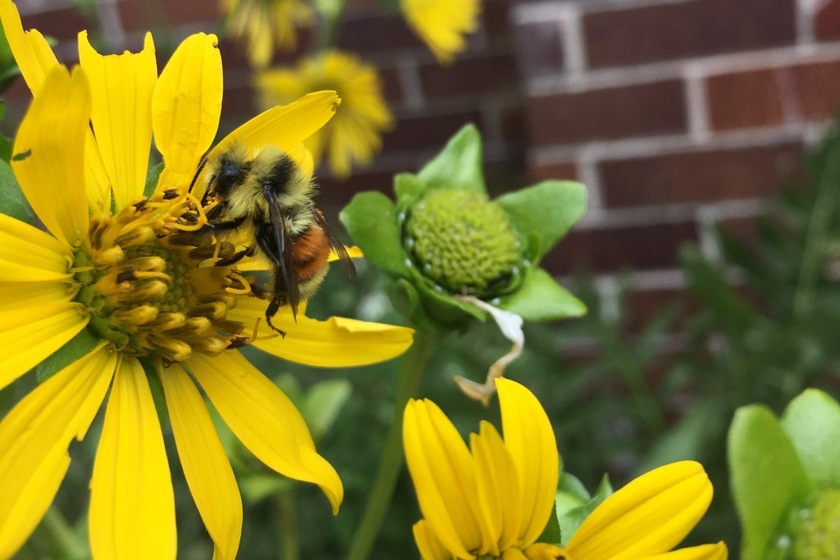 Passionate about protecting #pollinators? Enjoy working
across sectors and agencies? EQB is hiring a State Pollinator Coordinator. Join our dynamic team and help shape a vision for state pollinator protection. For details visit mn.gov/mmb/careers/se… Job ID: 32233