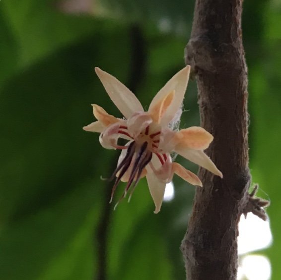 In de Victoriakas van de <a href="/HortusLeiden/">Hortus Leiden</a> staat de Cacaoboom (Theobroma cacao) in bloei. De kleine bloemetjes zijn het beginsel van de #cacaoboon.
De kasmedewerkers #bestuiven de bloemen met de hand. De bloemen van de cacaoboom groeien direct op de stam en de takken. #cacao