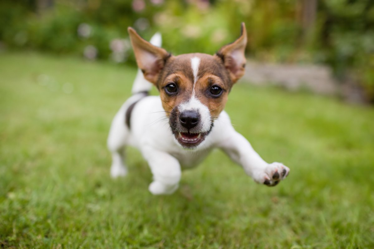 EmbarcWJapts's tweet photo. Looking for a pet-friendly apartment in #WestJordan? You've arrived! @EmbarcWJapts welcomes your furry family members too. Visit us today! https://t.co/hBpZJwbhxO