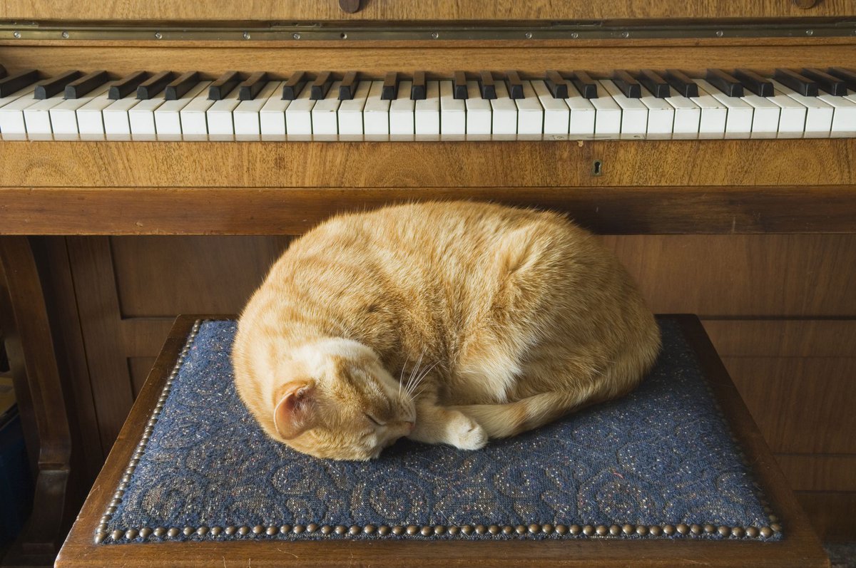 ClassicFM's tweet photo. #BonfireNight can be a scary time for our pets. From 7–10pm tonight, we're presenting a special selection of classical music designed to keep your furry friends calm and happy. Join @billtu for #PetSounds, and do send us your photos! https://t.co/GcoibBOSwL