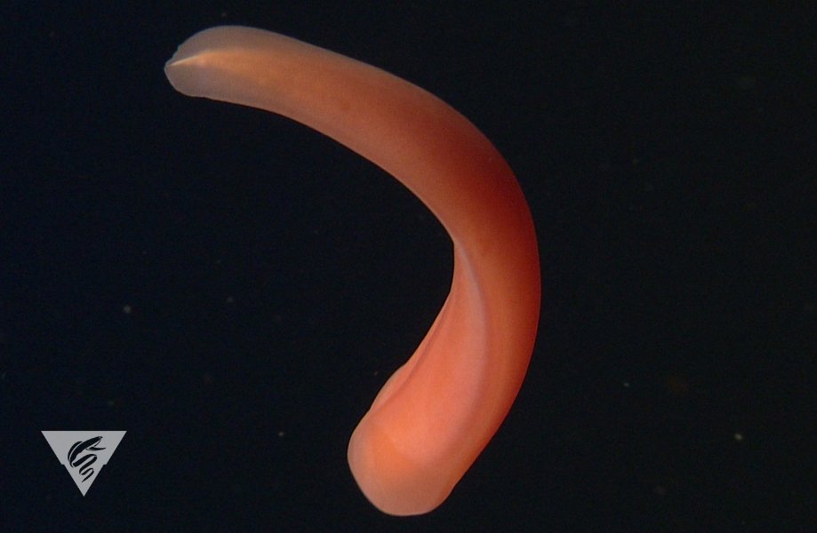 MBARI_News's tweet photo. Even in the deep sea, there's #tongueouttuesday! 😛⁠
⁠
Nemerteans belong in their own phylum. Most burrow in sediments or in between crevices on the seafloor, but some, like this one, live in the open ocean, never touching the seafloor: https://t.co/1tL5GkjURE #DeepSeaGuide https://t.co/ZcZ14W7v0R
