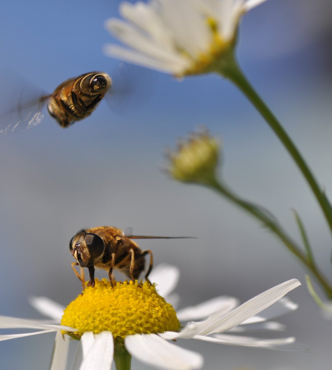 Sonne Copijn uit Groenekan heeft de Heimans en Thijsse Prijs (natuurprijs) ontvangen. De imker en natuuractiviste zet zich in voor de bescherming van bijen, hommels, zweefvliegen en vlinders. mcu.nl/groenekanse-wi… <a href="/heimans_thijsse/">Heimans & Thijsse St</a> <a href="/Bijenoase/">Sonne Copijn</a>