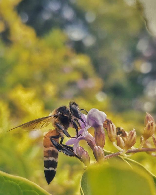 supreethms's tweet image. #autohash #chikmagalur #India #Karnataka #insect #bee #nature #flower #fly #honey #wing #pollen #flora #pollination #garden #nectar #invertebrate #animal #close #closeup #wild #summer #macro #macrophotography #bees #leaf #leaves #instaflower #instagood #… ift.tt/2WUbGHT