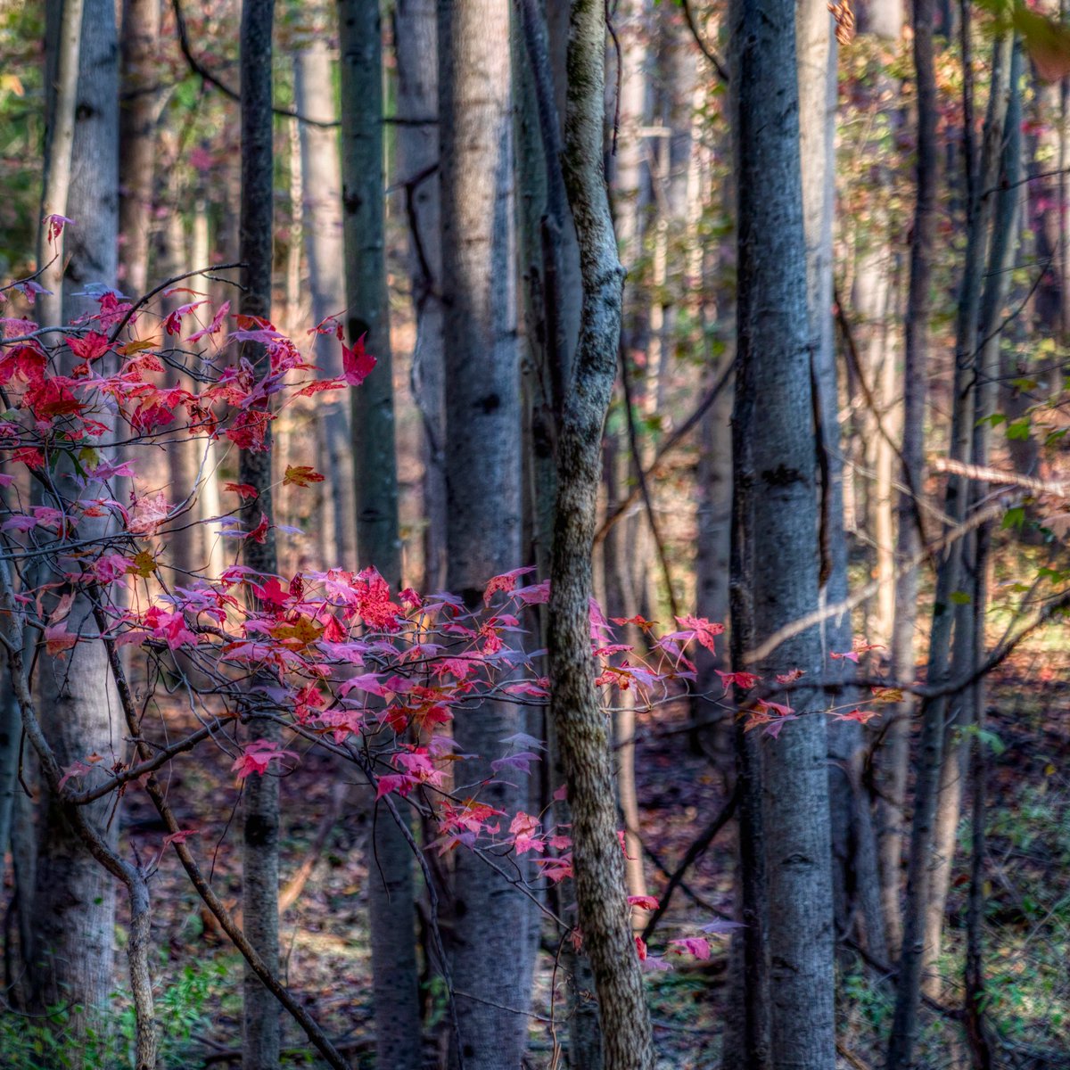 JustEnoughFocus's tweet photo. It’s a late fall in Maryland and walking through the forest; there are only smatterings of color here and there.

https://t.co/YrjKjbHwZJ

#autumn #landscapephotography #maryland #skylum #SonyAlpha https://t.co/wTWaiyLwhd