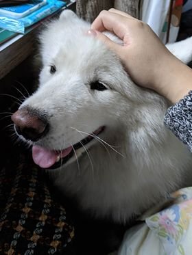 itstinachan's tweet photo. @melbanyard I'll bring my family dog! #playdate https://t.co/9tG3jj4jlH