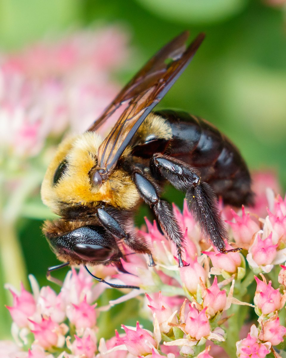 subtraho's tweet photo. Fuzzy Bumblebee
#bumblebee #bee #SOFUZZY
#macro #macrophotography
#wildlife #wildlifephotography https://t.co/igL7P36NFP
