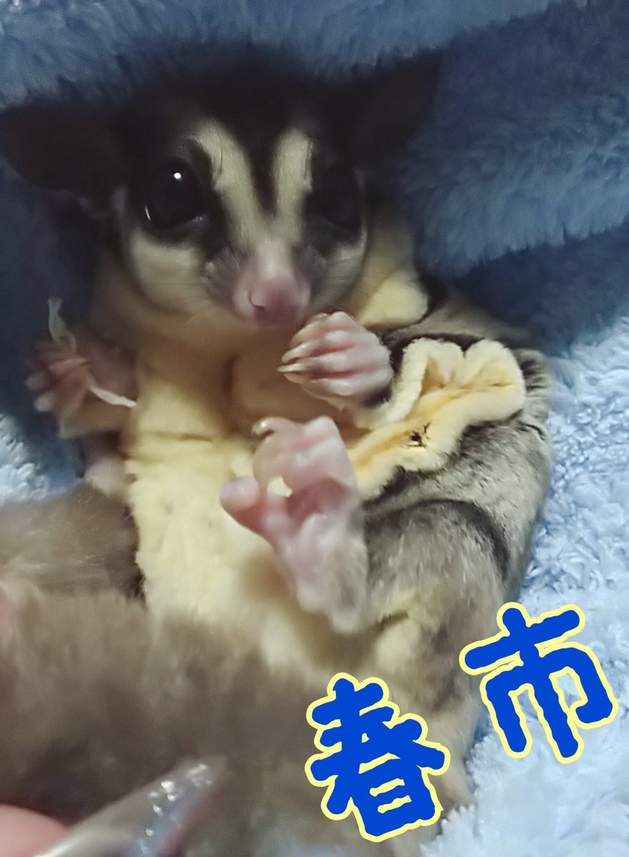 55_burton's tweet photo. フクロモモンガ🎶
春市♂️🎶向日葵♀️
ヒョウモン🎶
のぶなが♂️🎶サム♀️🎶きゅーちゃん♂️
と、洞爺湖産のカエルと愉快な家族で生活しております🎵
＃フクロモモンガ
＃ヒョウモントカゲモドキ
＃なぞのカエル https://t.co/CNUiy4gdmX