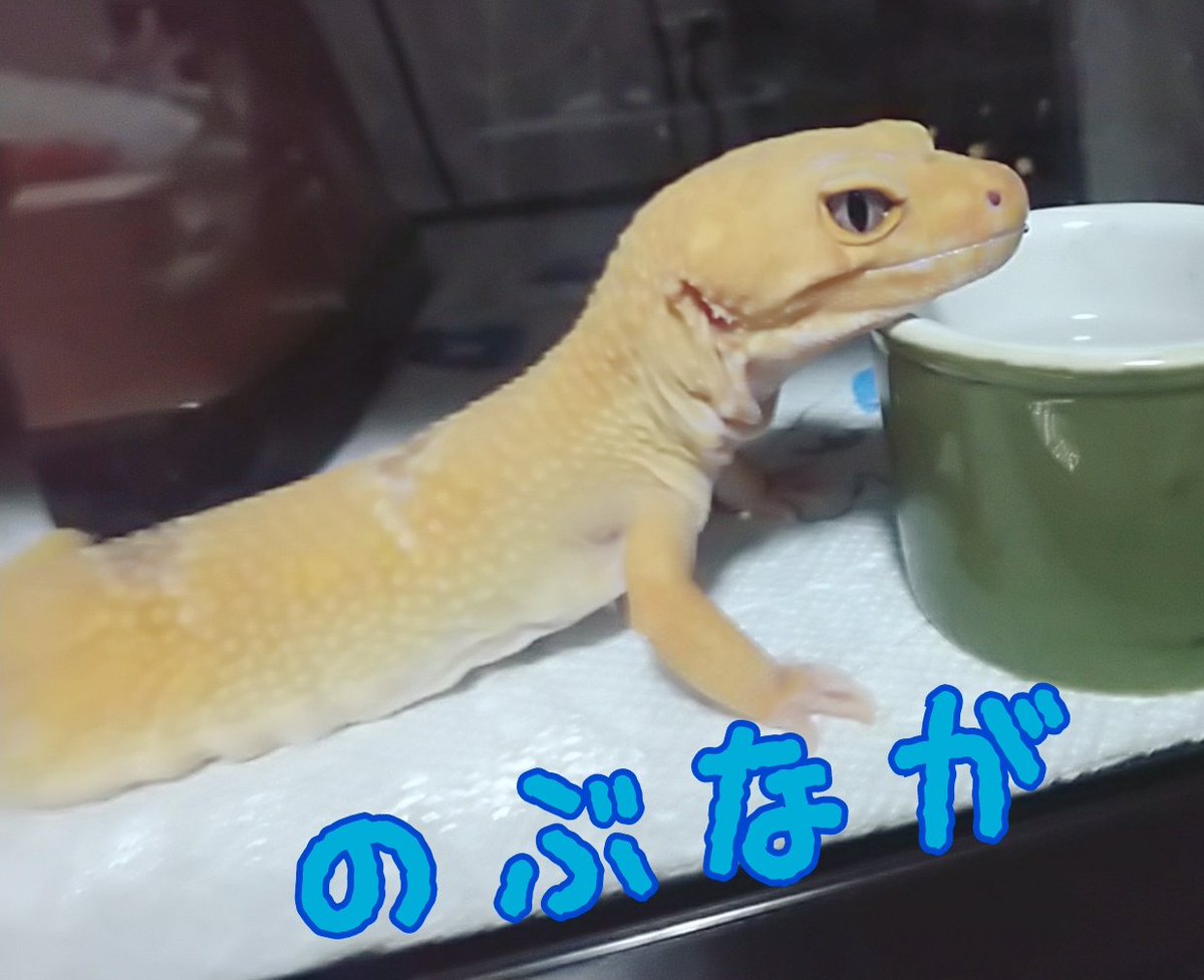 55_burton's tweet photo. フクロモモンガ🎶
春市♂️🎶向日葵♀️
ヒョウモン🎶
のぶなが♂️🎶サム♀️🎶きゅーちゃん♂️
と、洞爺湖産のカエルと愉快な家族で生活しております🎵
＃フクロモモンガ
＃ヒョウモントカゲモドキ
＃なぞのカエル https://t.co/CNUiy4gdmX