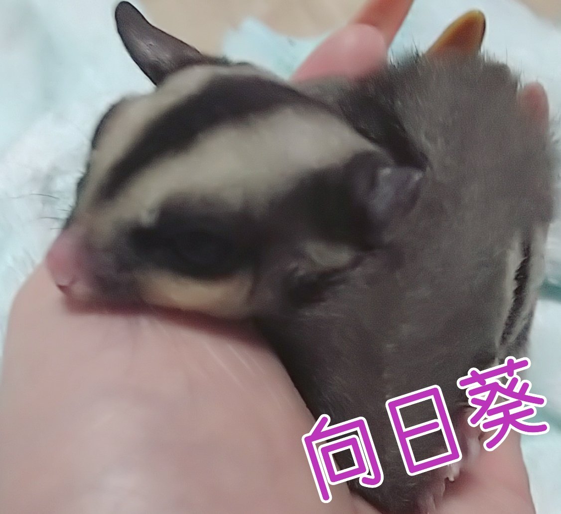 55_burton's tweet photo. フクロモモンガ🎶
春市♂️🎶向日葵♀️
ヒョウモン🎶
のぶなが♂️🎶サム♀️🎶きゅーちゃん♂️
と、洞爺湖産のカエルと愉快な家族で生活しております🎵
＃フクロモモンガ
＃ヒョウモントカゲモドキ
＃なぞのカエル https://t.co/CNUiy4gdmX