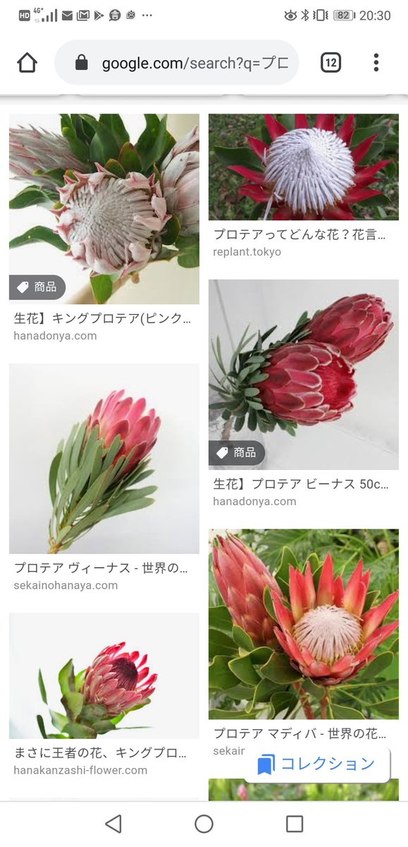 すべての花の画像 綺麗なキングプロテア 花 イラスト すべての花の画像 綺麗なキングプロテア 花 イラスト