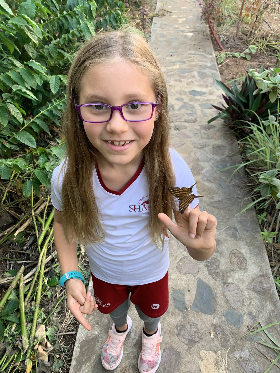 shegrows2's tweet image. Preparing the garden for annual food plants and welcoming new visitors like this butterfly! @CMSSharks