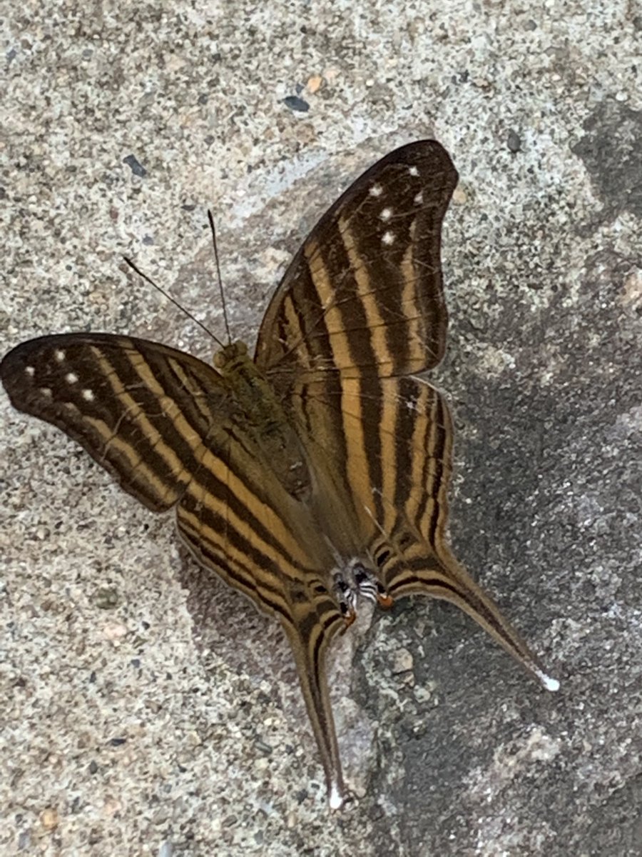 shegrows2's tweet image. Preparing the garden for annual food plants and welcoming new visitors like this butterfly! @CMSSharks