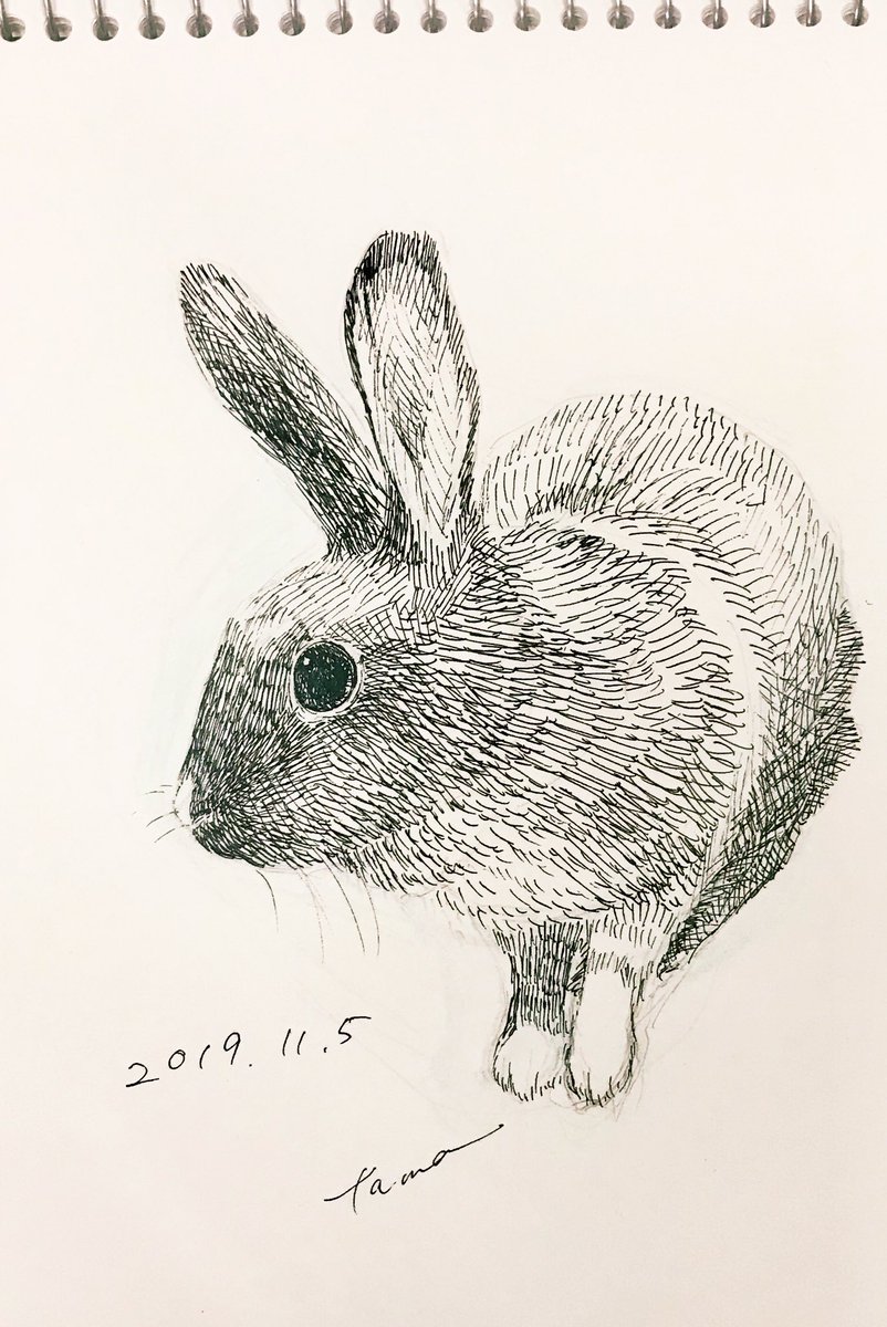 素晴らしい価格 輝く兎 絵画 イラスト ドローイング kead.al