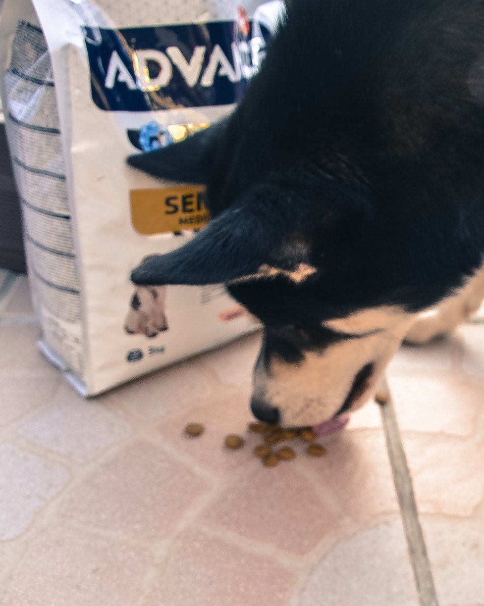 BordierDel's tweet photo. Mon avis: sur l'alimentation Advance  Mon chien aime vraiment ces croquettes.  Advance Sensitive permet une meilleure digestion et un pelage plus brillant.

#Ambassadrice #advancesensitive #dog https://t.co/JEbwqrkDBp